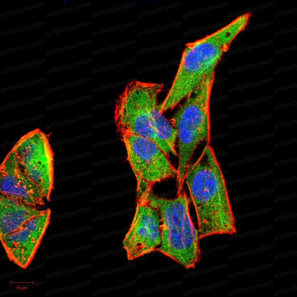 Immunofluorescence for Anti-CSF3/G-CSF Antibody (R3B79) ?>
