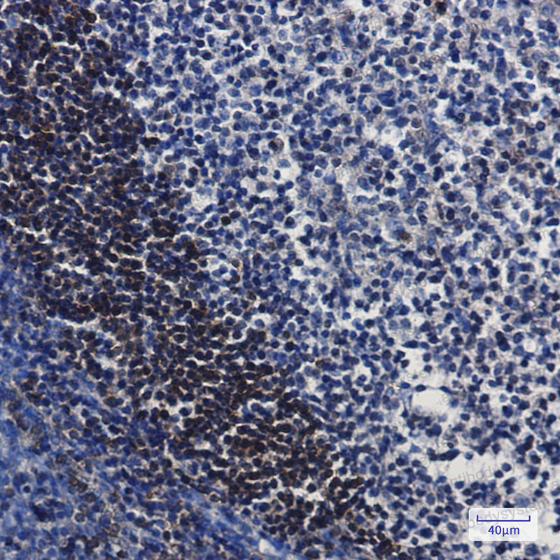 Anti-LTA4H Antibody (R1M37)