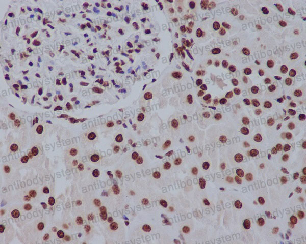 Anti-Histone H2A.Z Antibody (R1C34)