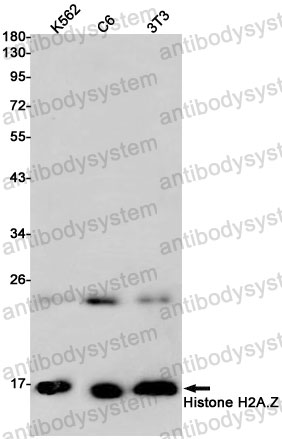 Anti-Histone H2A.Z Antibody (R1M40)