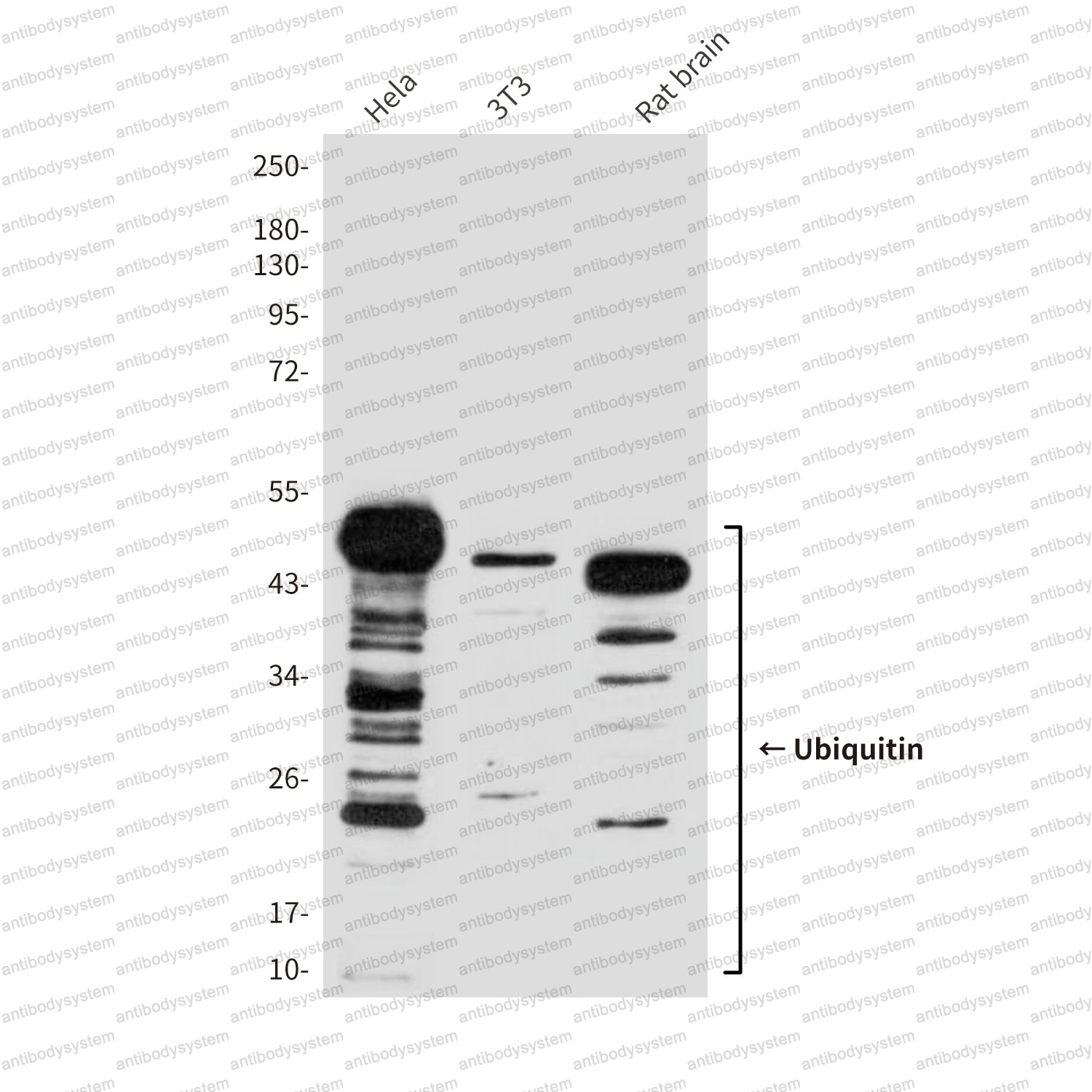 Western blot for Anti-UBB Antibody (R3B90) ?>