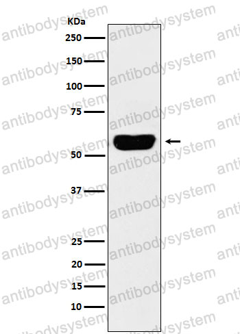 Anti-AMY1A Antibody (R1M53)