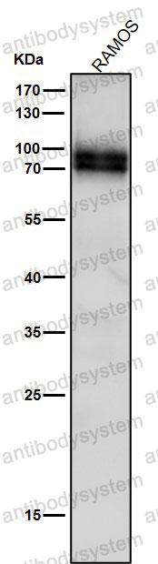 Anti-MYB Antibody (R1B41)