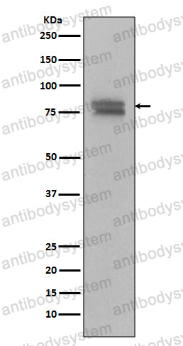 Western blot for Anti-MYB Antibody (R1B41) ?>