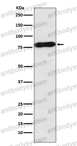 Anti-MYB Antibody (R1M58)
