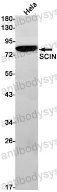 Anti-RRAS Antibody (R1M62)