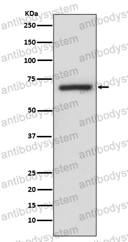 Anti-ARAF Antibody (R1M63)