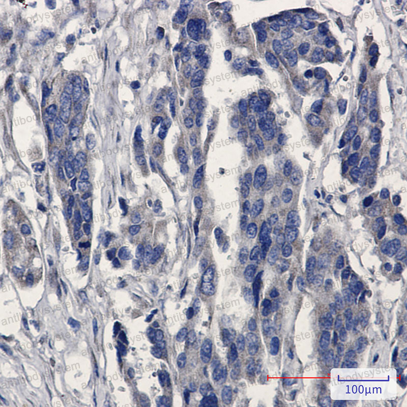 Anti-MGST1 Antibody (R1M77)