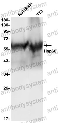 Anti-HSPD1 Antibody (R1N10)