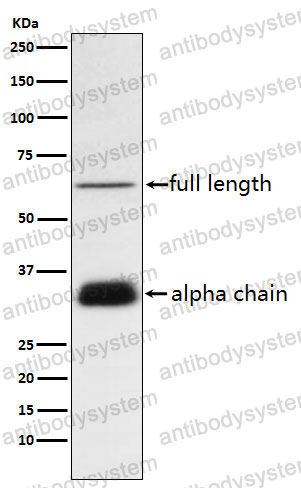 Anti-CLU/Clusterin Antibody (R1N14)