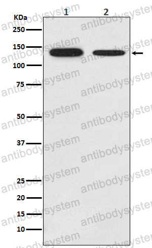Anti-GHR Antibody (R1N17)