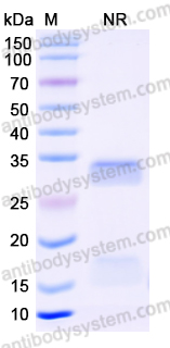 Anti-Human CD11b/ITGAM Nanobody (SAA1302)