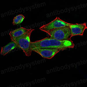 Immunofluorescence for Anti-RALA Antibody (R3C51) ?>