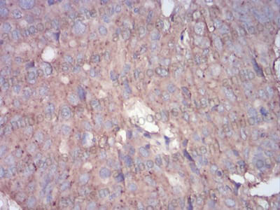 Immunohistochemical for Anti-RALA Antibody (R3C51) ?>