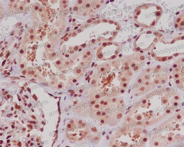 Anti-ERG Antibody (R1A45)