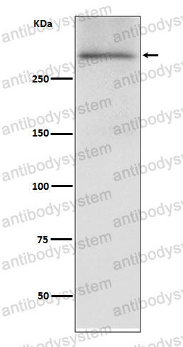 Anti-DMD Antibody (R1N44)
