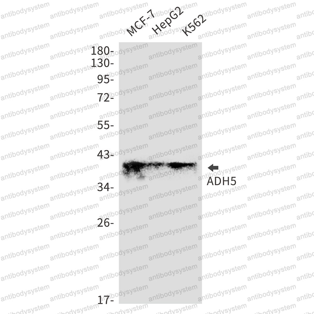 Anti-ADH5 Antibody (R1N46)