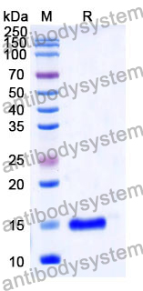 Anti-Human CD64/FCGR1A Nanobody (SAA1312)
