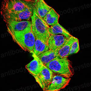 Immunofluorescence for Anti-BMP2 Antibody (R3C92) ?>