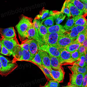 Immunofluorescence for Anti-BMP2 Antibody (R3C92) ?>