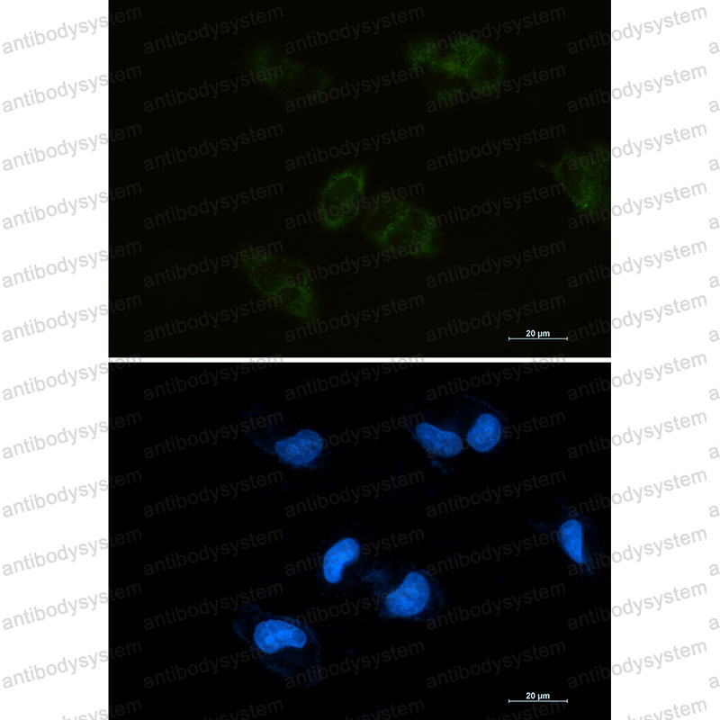 Anti-BMP4 Antibody (R1N71)