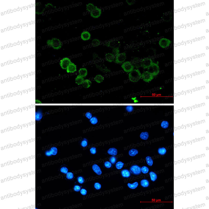 Anti-CD324/CDH1 Antibody (R1N74)