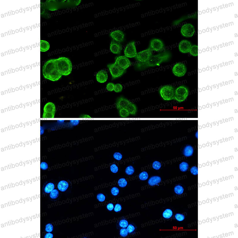 Anti-CD324/CDH1 Antibody (R1N75)