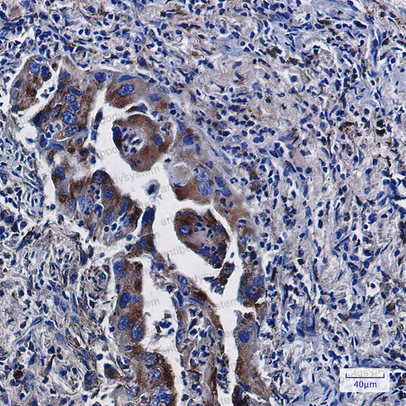 Anti-CD107b/LAMP2 Antibody (R1N87)