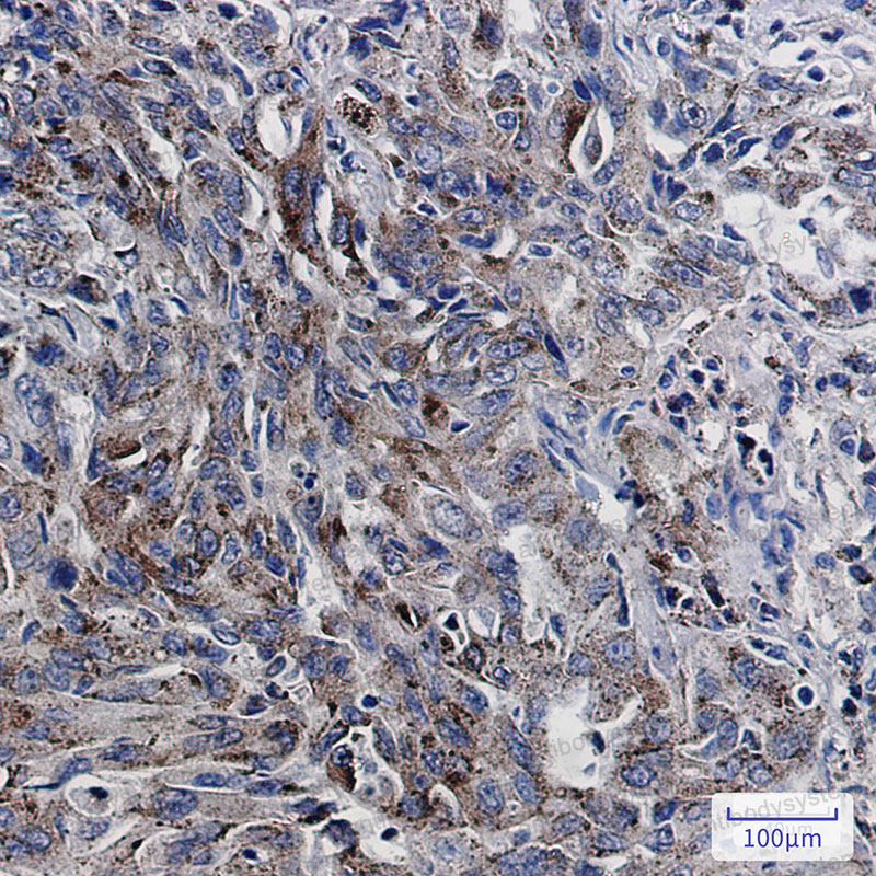 Anti-CD107b/LAMP2 Antibody (R1N88)