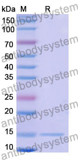 Anti-Human CFTR Nanobody (SAA1012)
