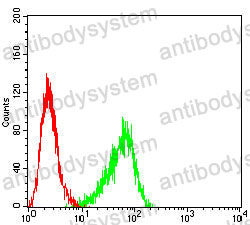 Anti-KRT10 Antibody (R3D27)