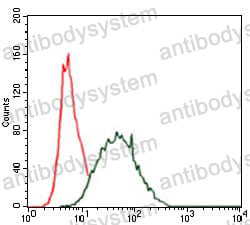Anti-KRT5 Antibody (R3D36)