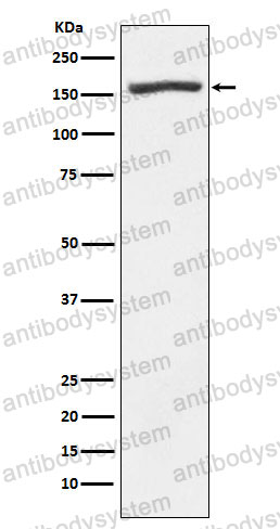 Anti-NID1 Antibody (R1P33)