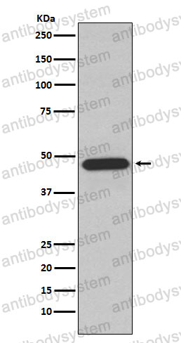 Anti-NCF1 Antibody (R1P37)