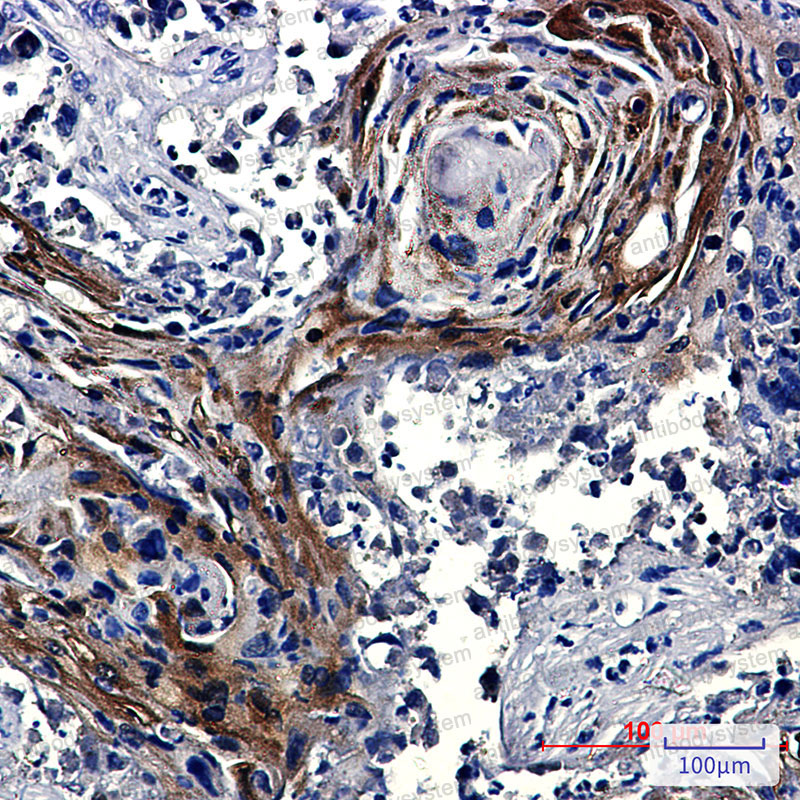 Anti-IDE Antibody (R1P47)