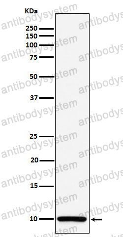 Anti-COX6B1 Antibody (R1P49)