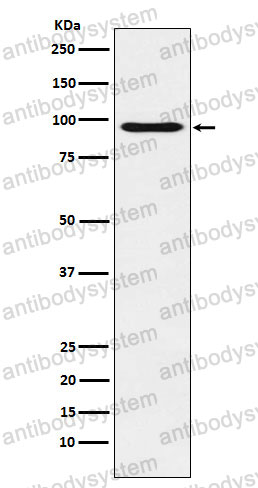 Anti-POU2F1 Antibody (R1P50)