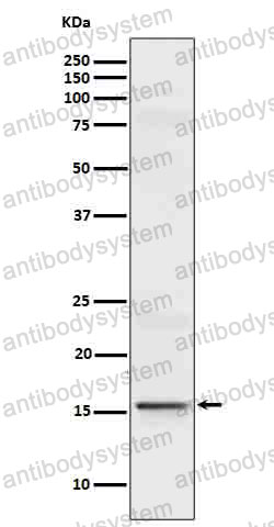 Anti-IL9 Antibody (R1P63)