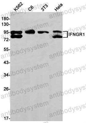 Anti-CD119/IFNGR1 Antibody (R1P64)