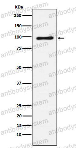 Anti-Vav1/2/3 Antibody (R1P80)