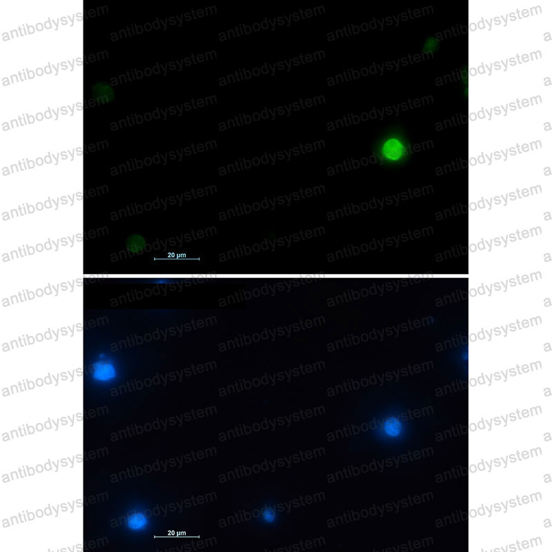 Anti-Histone H2A.X Antibody (R1P92)
