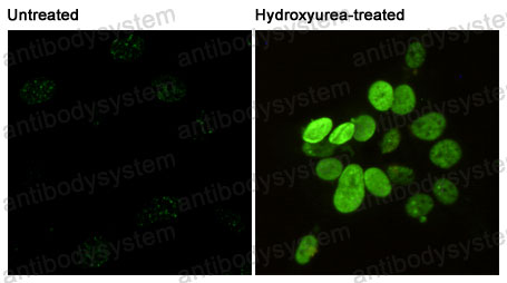 Anti-Phospho-Histone H2A.X (Ser139) Antibody (R3E26)