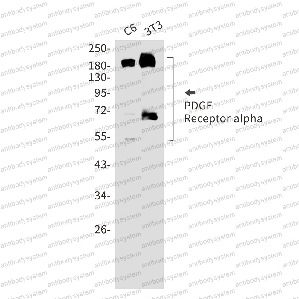 Anti-CD140a/PDGFRA Antibody (R1Q02)