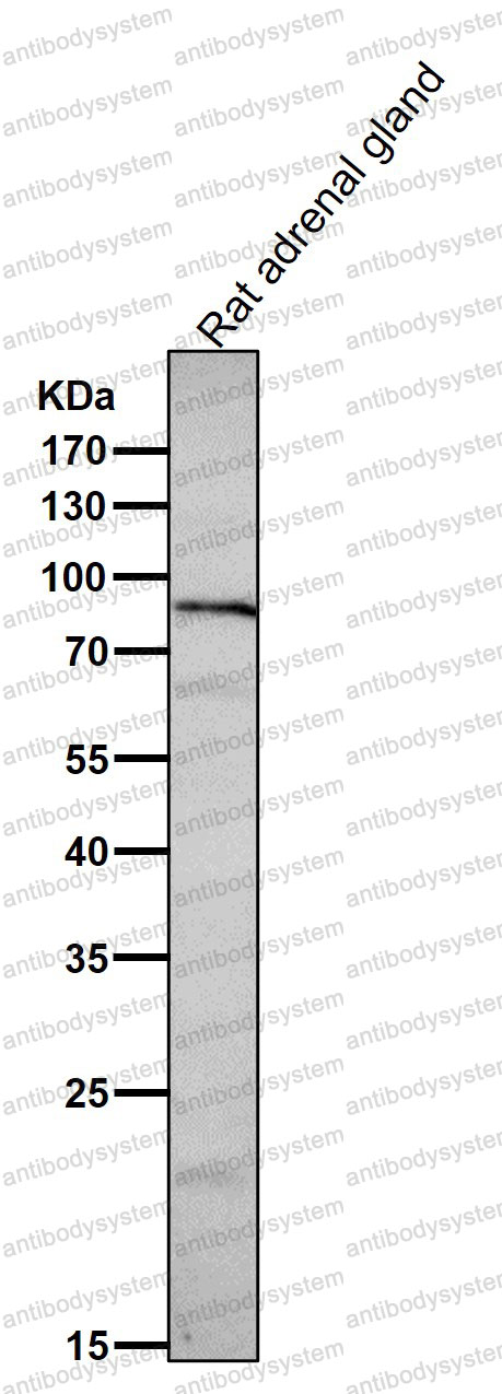 Western blot for Anti-PRLR Antibody (R1Q18) ?>