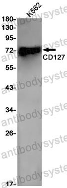 Anti-CD127/IL7R Antibody (R1Q23)