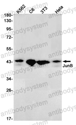 Anti-JUNB Antibody (R1Q38)