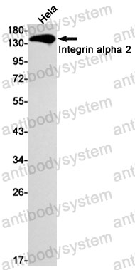 Anti-CD49b/ITGA2 Antibody (R1Q39)