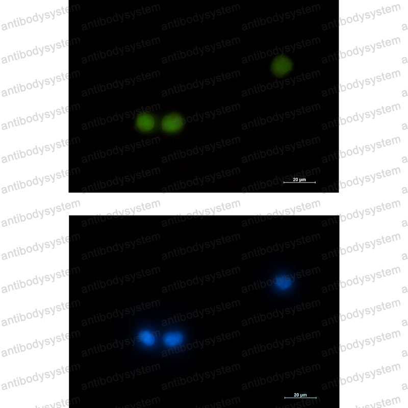 Anti-HOXB4 Antibody (R1Q43)