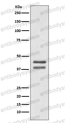 Anti-JUND Antibody (R1Q46)