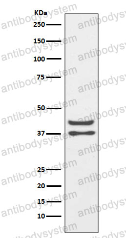 Anti-JUND Antibody (R1Q45)